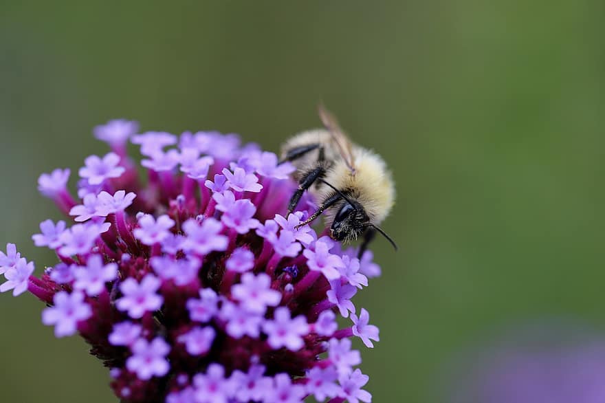 abeille de fourrure, verveine, pollinisation