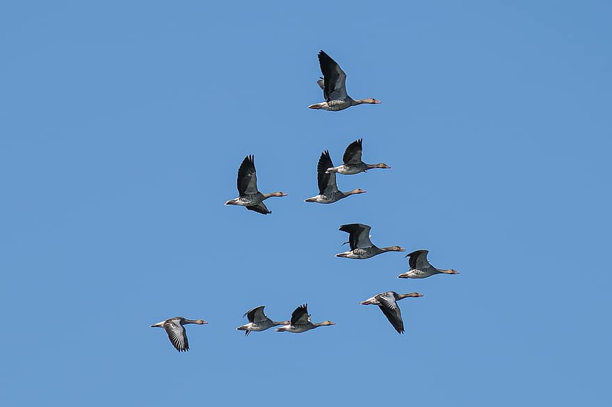 Geese Flying, Birdwatching, Danube Delta, Romania, Mahmudia, Carasuhatarea, Birdsgraphy, Birds, Boattrips, Conservation, Ecology