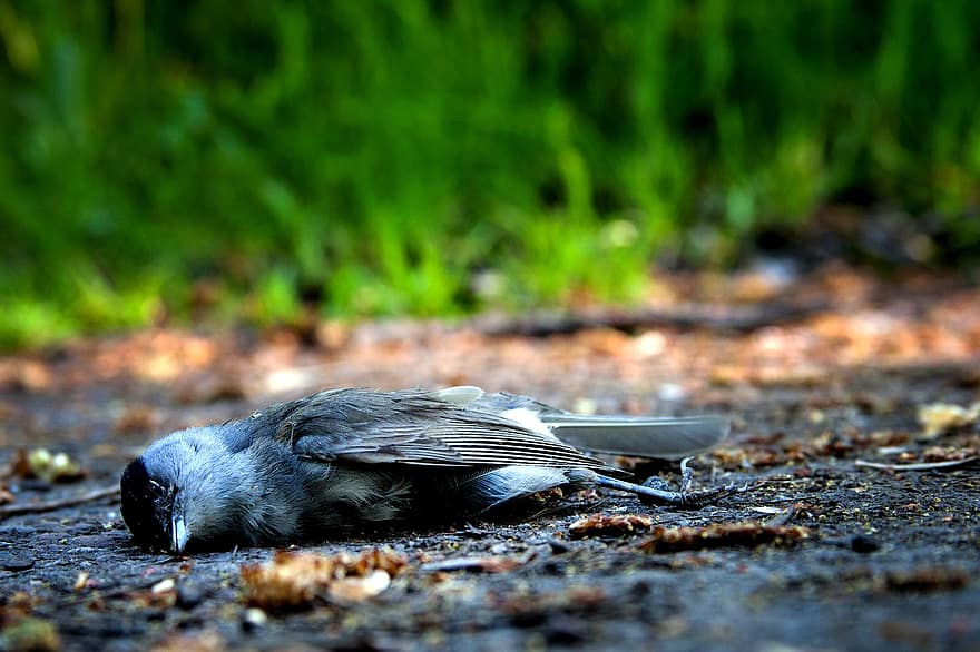 chim, tử vong, chết, đau đớn, Thiên nhiên, tang chế, thối rữa, thân hình, đã chết, vô hồn