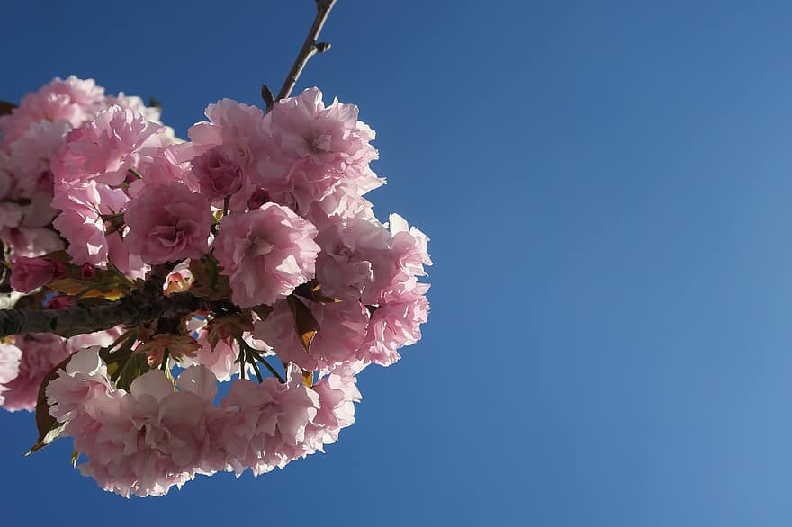 kirsikankukka, kukat, kevät, vaaleanpunaiset kukat, kukinta, kukka, luonto, kirsikka, puu, haara, taivas