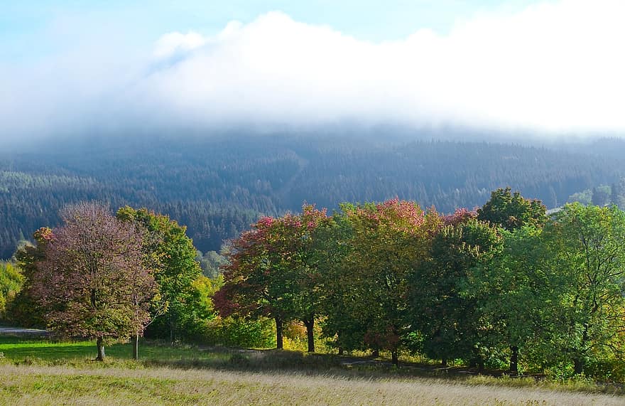 自然、森林、木、風景、霧、雲、森の中、秋、田園風景、シーズン、山